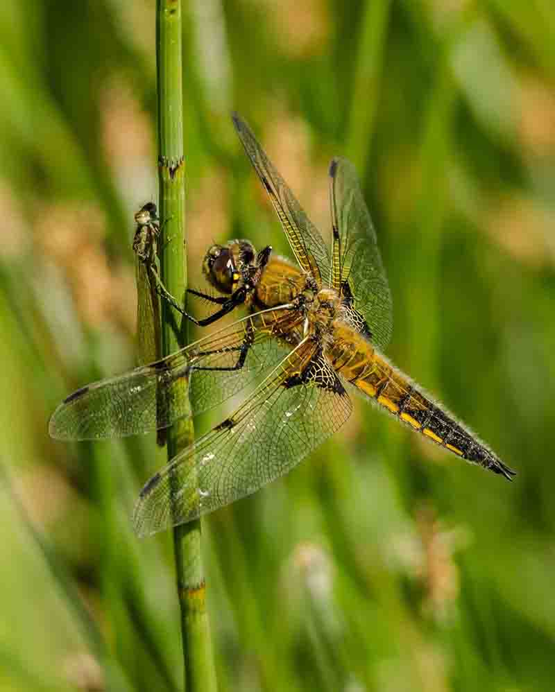 Dual pixel CMOS autofocus helps macro photographer shoot a dragonfly sitting on a green shoot of leaf
