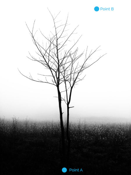 Black and white image of a dead tree on a misty morning