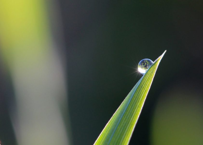 A blade of grass with a dew drop on it which is crating the starburst effect with the sunlight