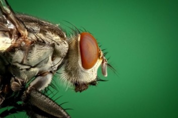 Macro Image Of a Dragonfly shot using the Reverse Lens Macro technique