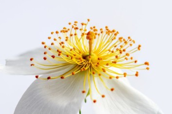 A macro image of a yellow flower on a white background shot using Macro or Closeup filter