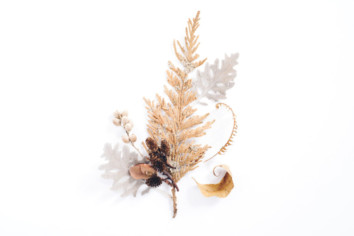 Few twigs and leaves of coniferous trees on a white desk